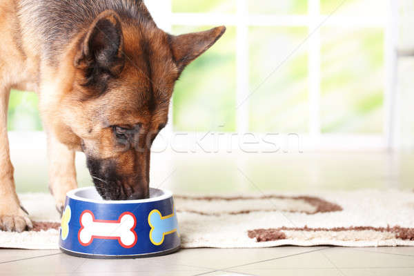 Dog eating from bowl Stock photo © Amaviael