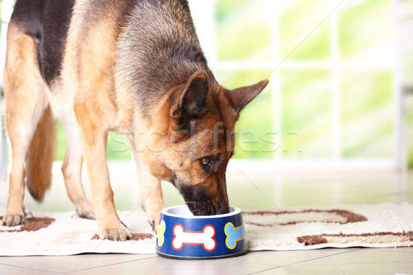 Stock photo: Dog eating from bowl