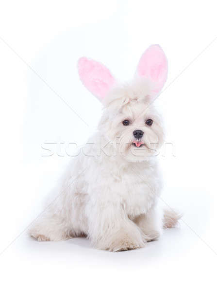 Bunny Maltese Stock photo © Amaviael