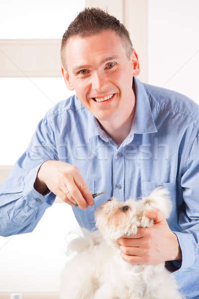 Dog grooming Stock photo © Amaviael
