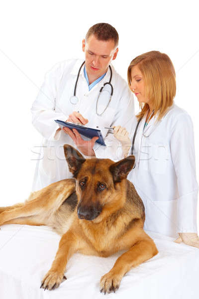 Foto stock: Dos · examinar · perro · veterinario · ayudante · aislado