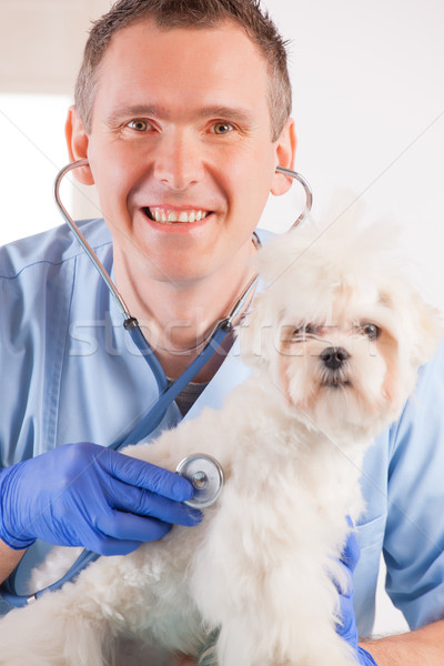 [[stock_photo]]: Vétérinaire · chien · souriant · homme · médecin