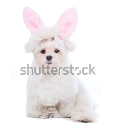 Bunny Maltese Stock photo © Amaviael