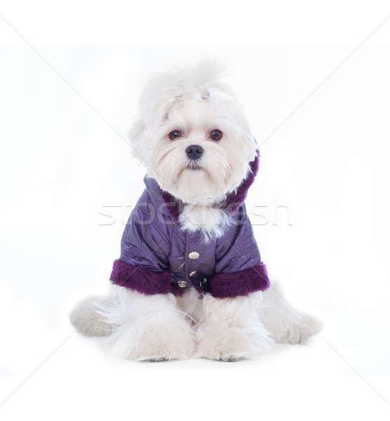 Cute Maltese Stock photo © Amaviael