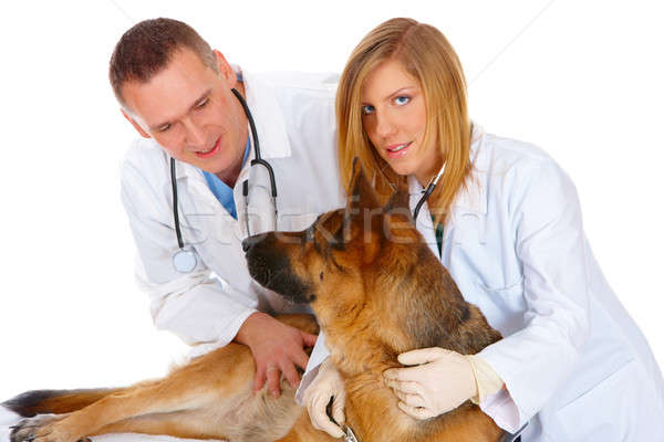 Dos examinar perro veterinario ayudante aislado Foto stock © Amaviael