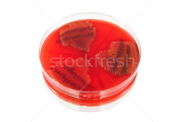 [[stock_photo]]: Bactéries · plaque · isolé · blanche · verre · santé