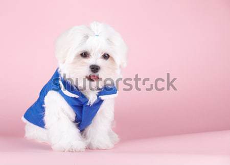 Foto stock: Cute · mullido · jóvenes · cachorro · naranja