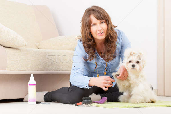 Dog grooming Stock photo © Amaviael