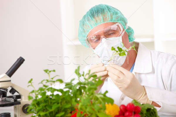 Kutató magasra tart génmanipulált zöldség laboratórium organizmus Stock fotó © Amaviael