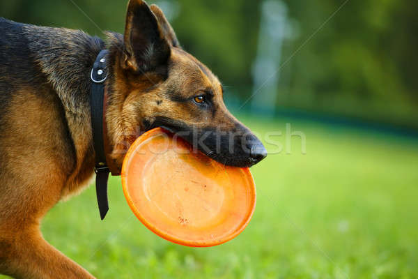 Câine care zboară disc cioban funcţionare în aer liber Imagine de stoc © Amaviael