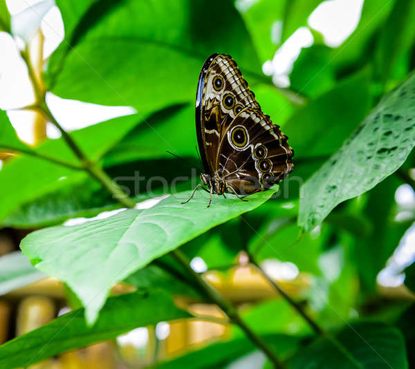 Morpho peleides butterfly Stock photo © amok