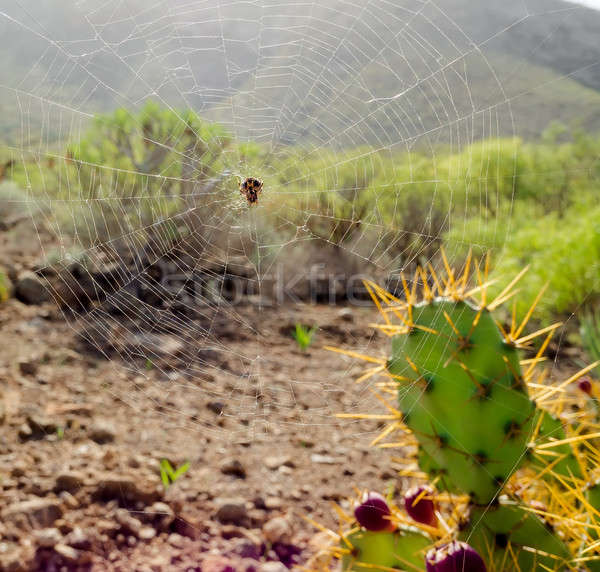 Close-up spoder web and Opuntia ficus-indica  Stock photo © amok
