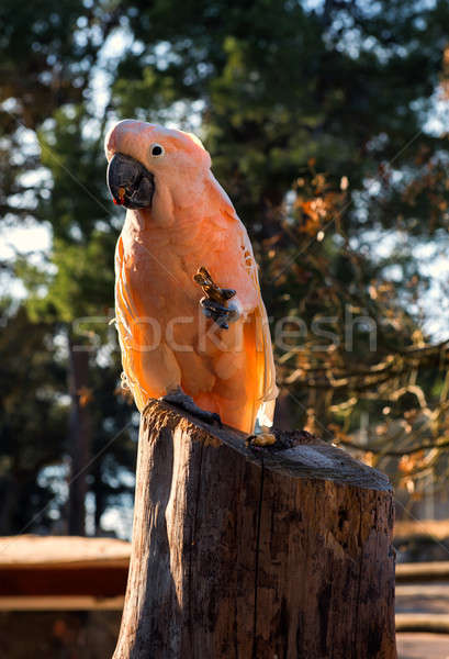 The Salmon-crested cockatoo perching on a tree stump Stock photo © amok