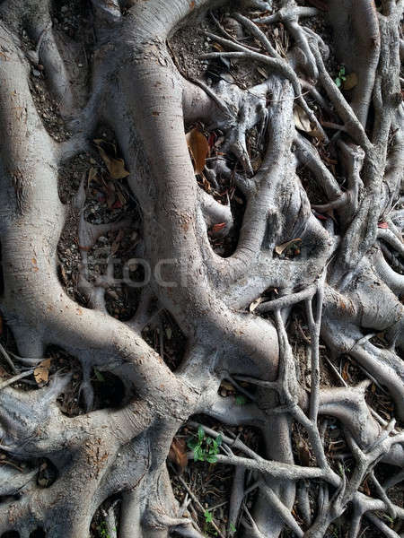 Foto stock: árbol · raíces · hoja · belleza · red · rama