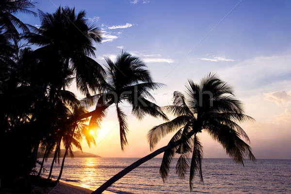 Samui island, Thailand Stock photo © amok