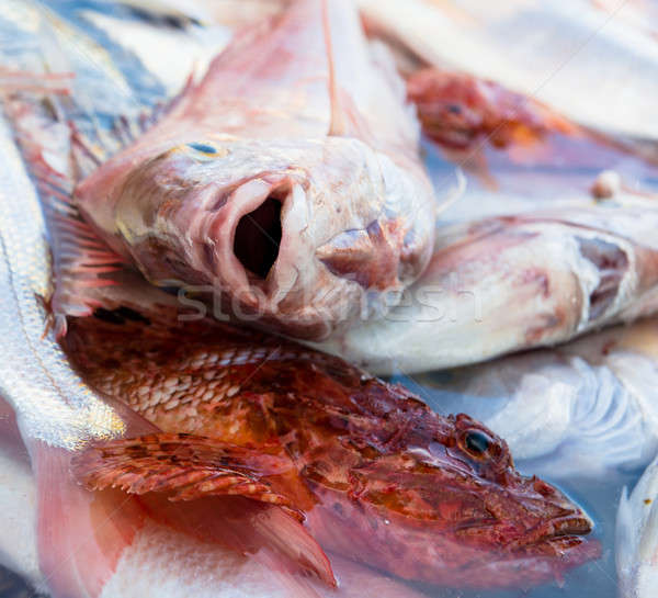 Close-up of raw rockfish Stock photo © amok