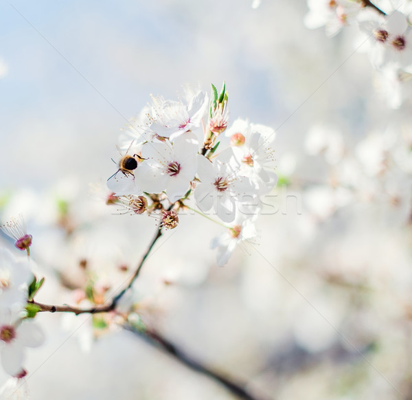 [[stock_photo]]: Printemps · cerisiers · en · fleurs · fleurs · beauté · été · usine