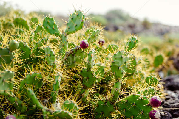 Opuntia ficus-indica  Stock photo © amok