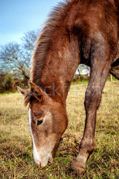 Brown horse feeding outdoors Stock photo © amok