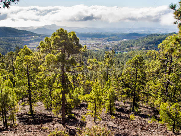 Beautiful landscape with trees and clouds. Teide National Park  Stock photo © amok