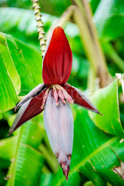 Banana tree flower Stock photo © amok