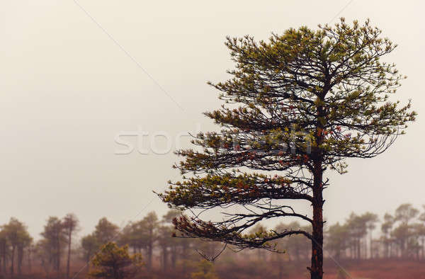 Parku jesienią Łotwa niebo charakter sylwetka Zdjęcia stock © amok