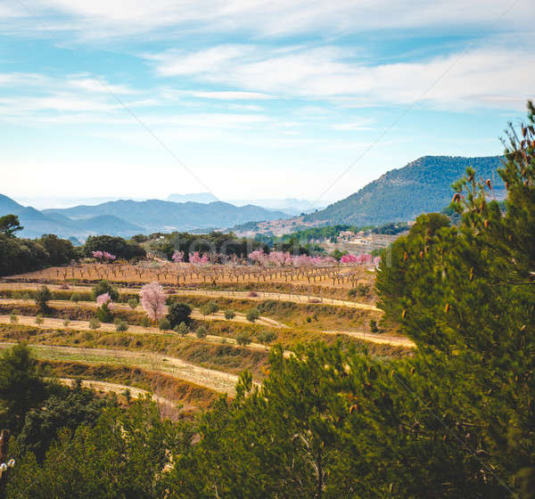 Floraison amande arbres Espagne fleur nature [[stock_photo]] © amok