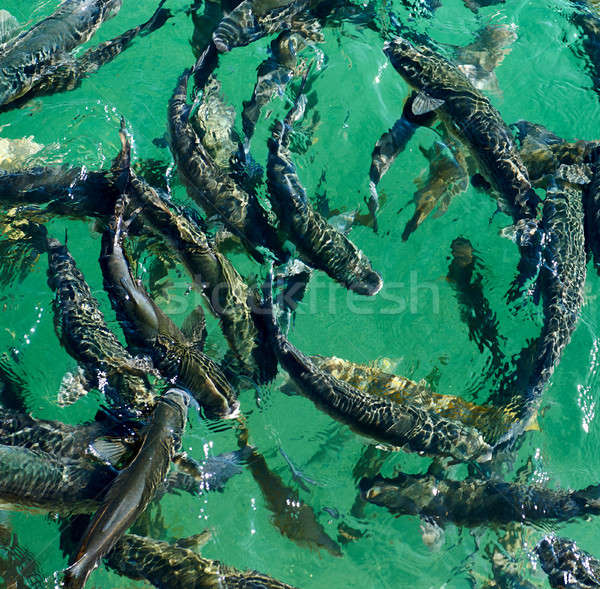 School of fish in the clear water. Mediterranean Sea. Spain Stock photo © amok