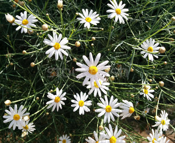 Foto d'archivio: Fiori · primo · piano · primavera · estate · impianto · bianco