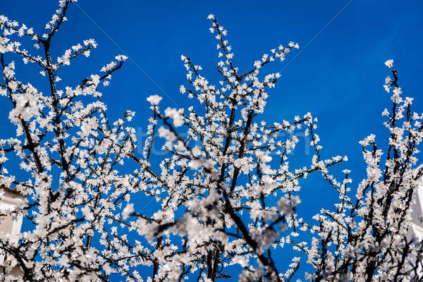 Led cherry tree twigs over blue sky  Stock photo © amok