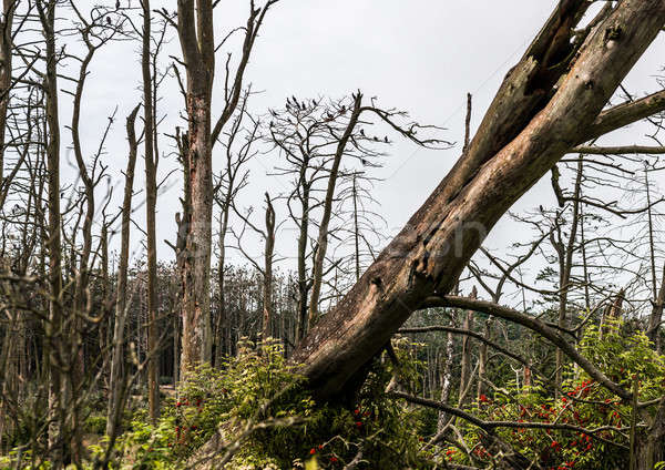 Cormorant nests on dead pine trees.  Juodkrante,  Lithuaniana Stock photo © amok