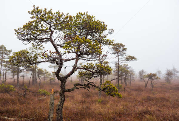 Morning in the Kemeri National Park. Latvia Stock photo © amok