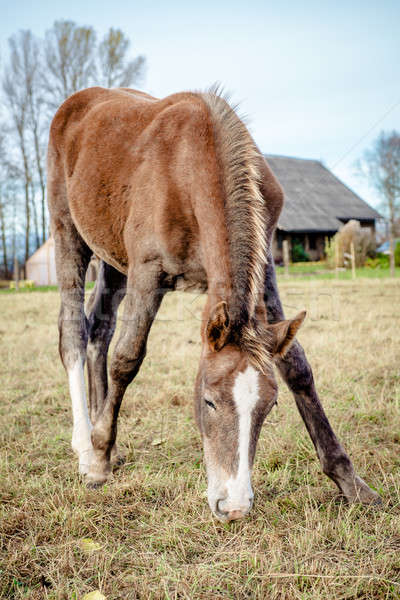Belle brun cheval extérieur oeil [[stock_photo]] © amok