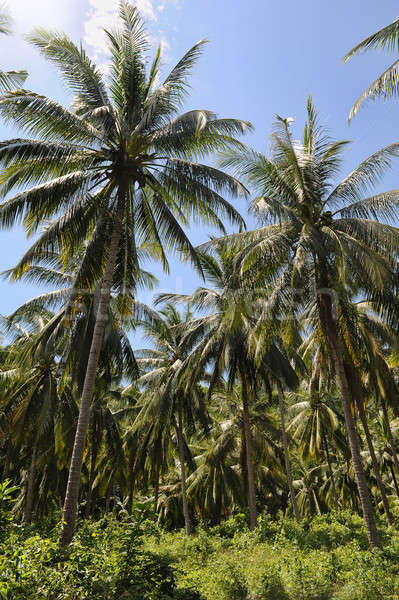 Foto stock: Selva · isla · Tailandia · cielo · sol · naturaleza