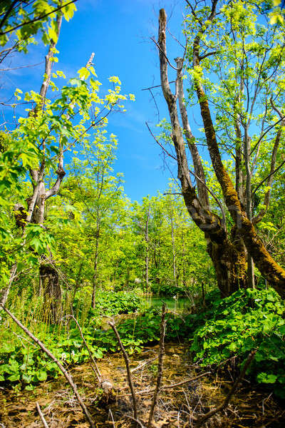 Parc Croatie belle paysage herbe forêt [[stock_photo]] © amok