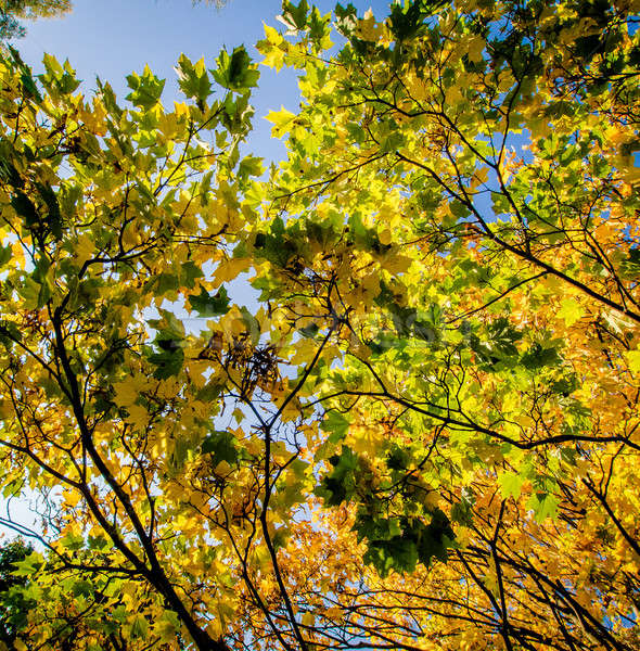 Maple leaves in early autumn Stock photo © amok