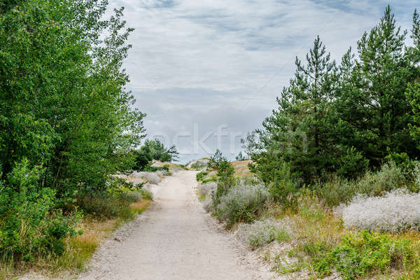 Sandy pathway to the Baltic Sea. Lithuania Stock photo © amok