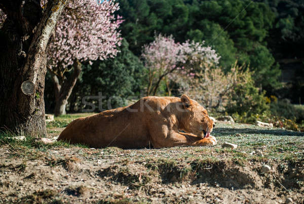 Lioness lie on a ground Stock photo © amok