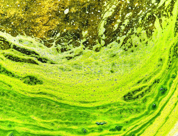 Polluted water with algae. Green and yellow colors. Stock photo © amok