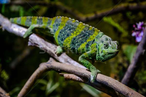 Camaleão ramo gigante verde cabeça tropical Foto stock © amok