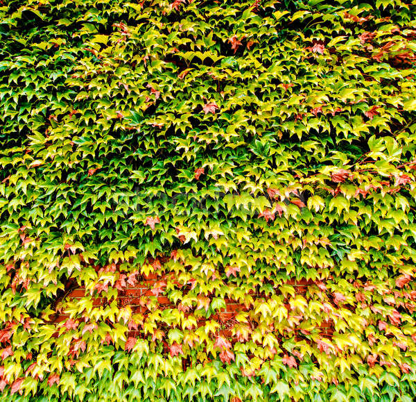 Ivy background Stock photo © amok