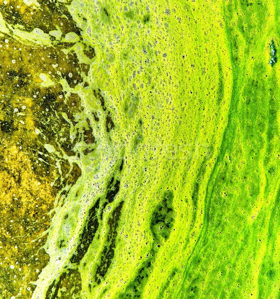 Polluted water with algae. Green and yellow colors.  Stock photo © amok