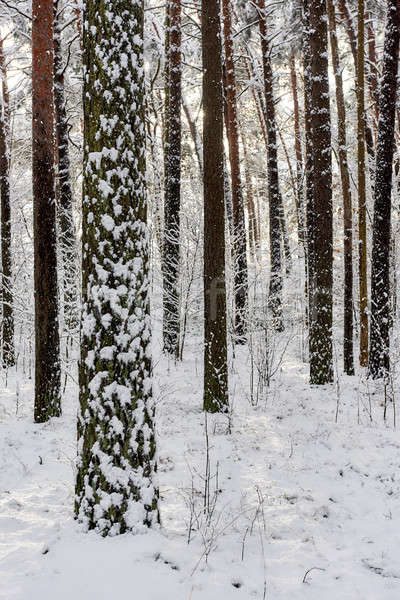 Snowy forest. Latvia. Northern Europe Stock photo © amok