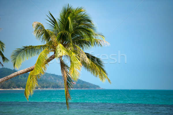 Samui island Stock photo © amok