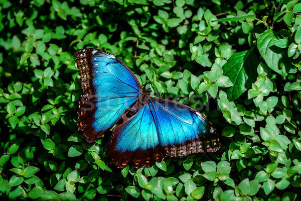Blue Morpho butterfly  Stock photo © amok