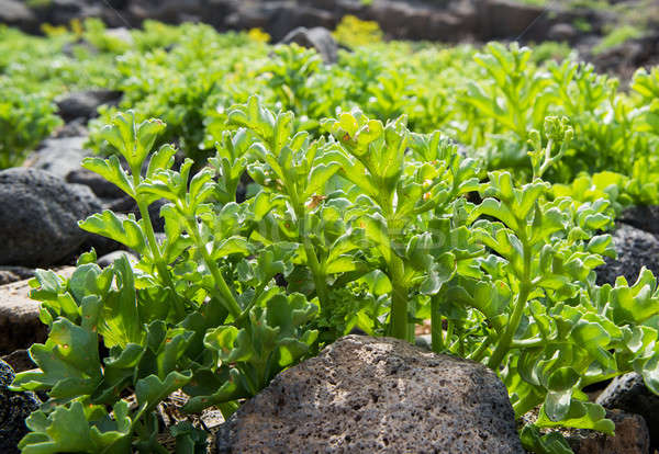 Növényvilág Tenerife Kanári-szigetek Spanyolország kő bokor Stock fotó © amok