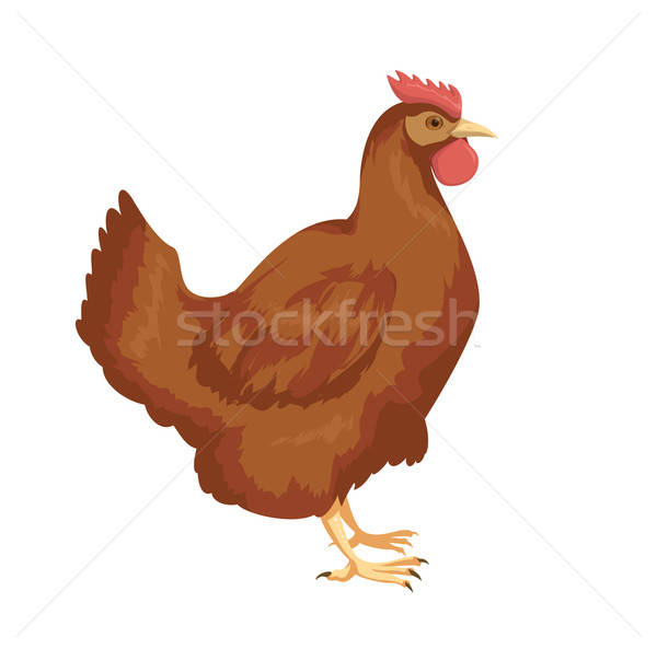 Chiken Stock photo © Amplion