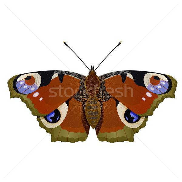 Kelebek vektör görüntü turuncu büyük doğa Stok fotoğraf © Amplion