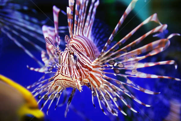 Leone pesce bella mare natura blu Foto d'archivio © anbuch