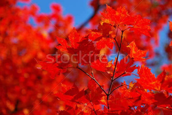 Piros juhar levelek fa erdő absztrakt Stock fotó © anbuch